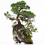Juniperus chinensis, 37 cm, ± 20 años, dos árboles sobre una roca