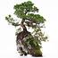 Juniperus chinensis, 37 cm, ± 20 ans, deux arbres sur un rocher