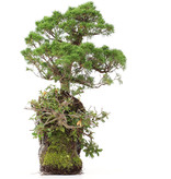 Juniperus chinensis, 37 cm, ± 20 Jahre alt, zwei Bäume auf einem Felsen