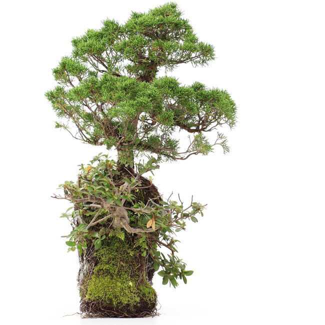 Juniperus chinensis, 37 cm, ± 20 jaar oud, twee bomen op een rots