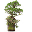 Juniperus chinensis, 37 cm, ± 20 years old, two trees on a rock