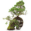 Juniperus chinensis, 37 cm, ± 20 years old, two trees on a rock