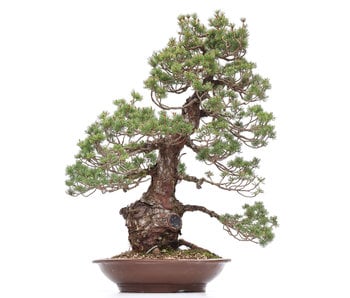 Pinus parviflora, 78 cm, ± 35 ans