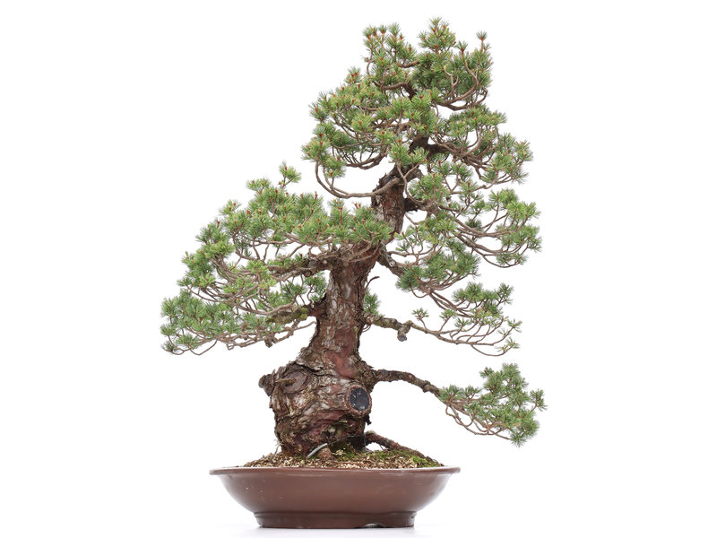 Pinus parviflora, 78 cm, ± 35 years old