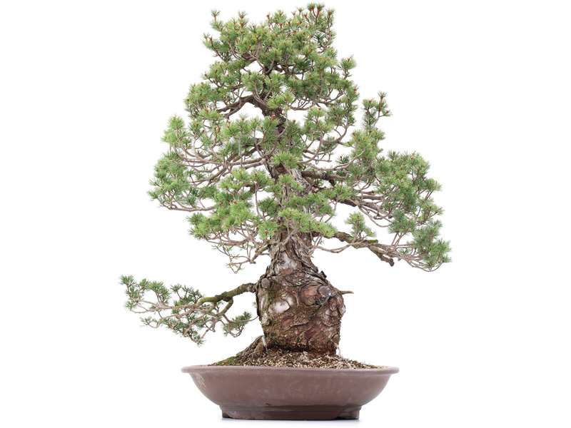 Pinus parviflora, 78 cm, ± 35 Jahre alt