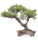 Pinus thunbergii, 82 cm, ± 40 jaar oud