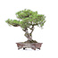 Pinus thunbergii, 82 cm, ± 40 Jahre alt