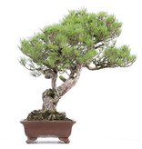Pinus thunbergii, 82 cm, ± 40 jaar oud