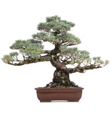 Pinus parviflora, 75 cm, ± 40 Jahre alt