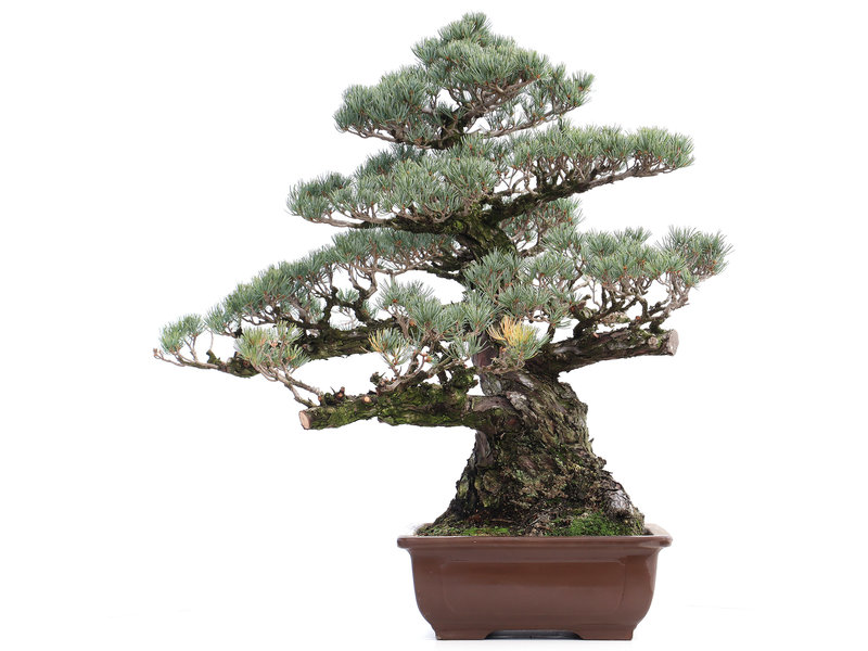 Pinus parviflora, 75 cm, ± 40 Jahre alt