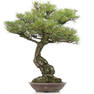 Pinus thunbergii, 86 cm, ± 40 Jahre alt