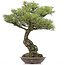 Pinus thunbergii, 86 cm, ± 40 jaar oud