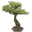 Pinus thunbergii, 86 cm, ± 40 Jahre alt