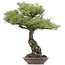 Pinus thunbergii, 86 cm, ± 40 years old