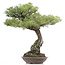 Pinus thunbergii, 86 cm, ± 40 years old