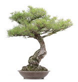 Pinus thunbergii, 86 cm, ± 40 Jahre alt