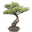 Pinus thunbergii, 86 cm, ± 40 years old