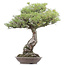 Pinus thunbergii, 86 cm, ± 40 Jahre alt