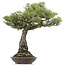 Pinus thunbergii, 86 cm, ± 40 years old