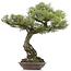 Pinus thunbergii, 86 cm, ± 40 years old