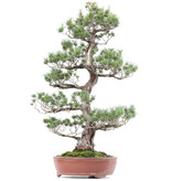 Pinus parviflora, 88 cm, ± 40 jaar oud