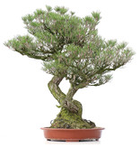 Pinus thunbergii, 84 cm, ± 40 jaar oud