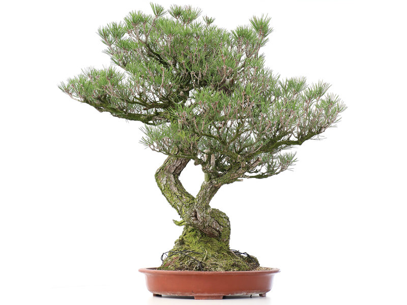Pinus thunbergii, 84 cm, ± 40 jaar oud