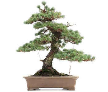 Pinus parviflora, 63 cm, ± 35 years old
