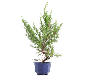 Juniperus chinensis Itoigawa, 32 cm, ± 8 años
