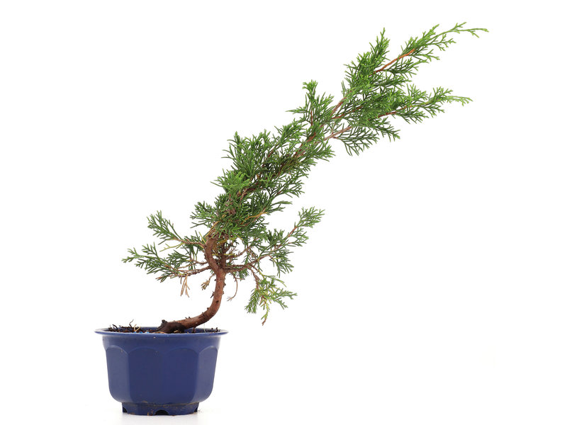 Juniperus chinensis Itoigawa, 23 cm, ± 8 years old