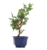 Juniperus chinensis Itoigawa, 23 cm, ± 8 Jahre alt