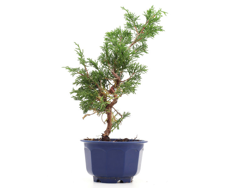 Juniperus chinensis Itoigawa, 23 cm, ± 8 jaar oud