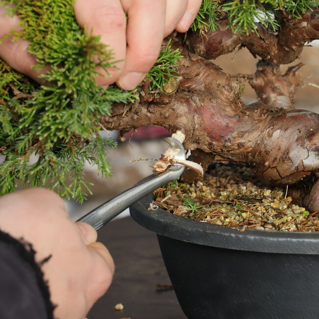 Gouge set of 4 carving tools for jin and shari | dead wood carving gouges | 35 mm wide | Matsu Bonsai Tools