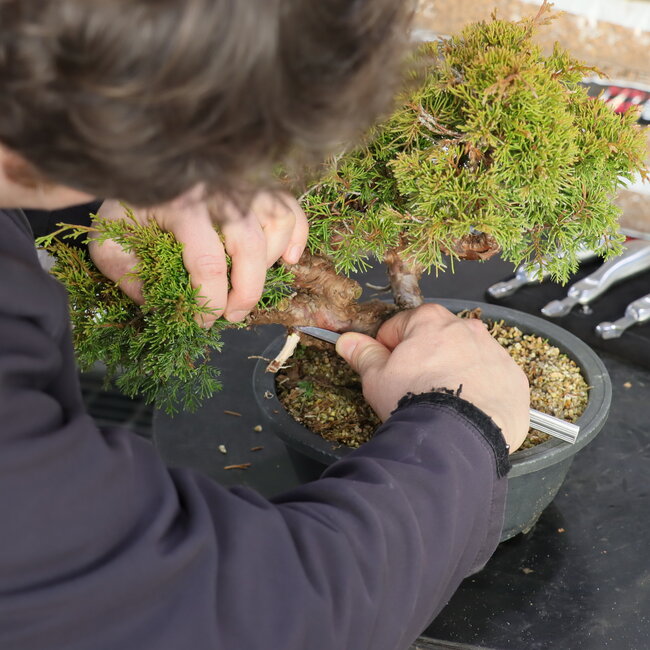 Guts set van 4 snijgereedschappen voor jin en shari; gutsen van dood houtsnijwerk; 35 mm breed.