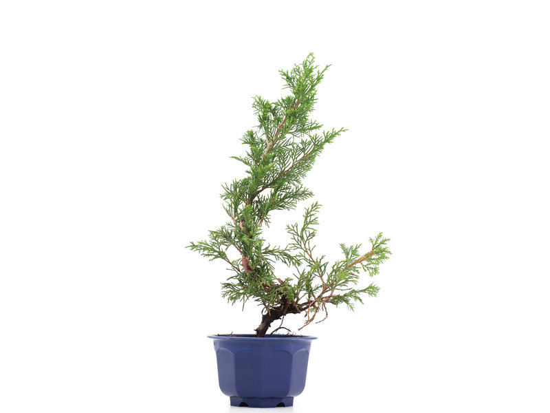Juniperus chinensis Itoigawa, 30 cm, ± 8 Jahre alt