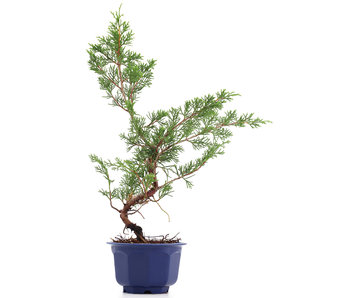 Juniperus chinensis Itoigawa, 30 cm, ± 8 Jahre alt