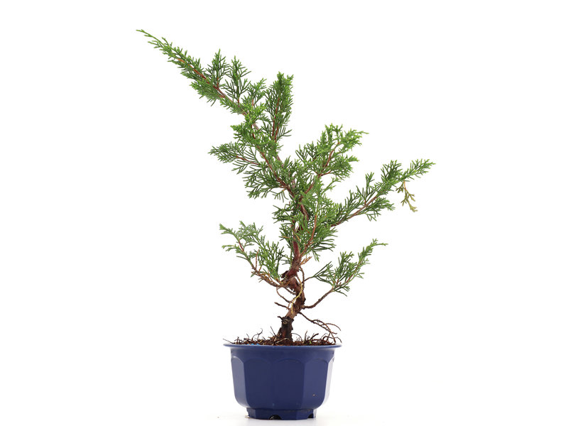 Juniperus chinensis Itoigawa, 30 cm, ± 8 jaar