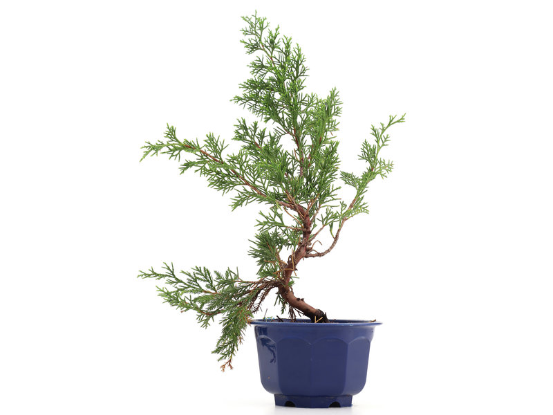 Juniperus chinensis Itoigawa, 30 cm, ± 8 jaar