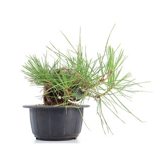 Pinus thunbergii, 17 cm, ± 18 anni