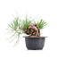 Pinus thunbergii, 17 cm, ± 18 years old