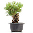 Pinus thunbergii, 20 cm, ± 18 anni