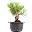 Pinus thunbergii, 20 cm, ± 18 anni