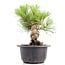 Pinus thunbergii, 20 cm, ± 18 years old