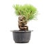 Pinus thunbergii, 20 cm, ± 18 years old