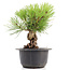 Pinus thunbergii, 20 cm, ± 18 years old