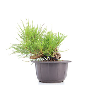 Pinus thunbergii, 15 cm, ± 18 Jahre alt