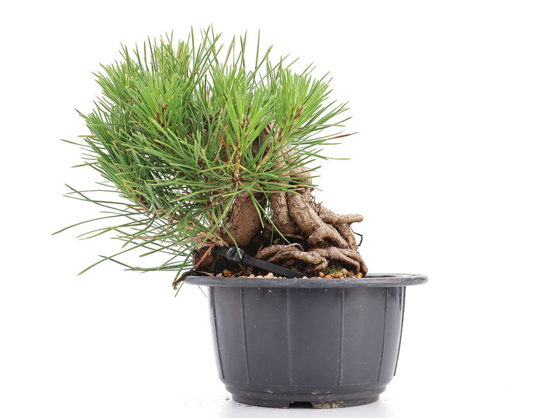 Pinus thunbergii, 15 cm, ± 18 jaar