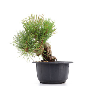 Pinus thunbergii, 17 cm, ± 18 Jahre alt