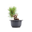 Pinus thunbergii, 17 cm, ± 18 Jahre alt