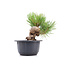 Pinus thunbergii, 17 cm, ± 18 Jahre alt